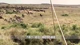 斑马妈妈救子心切，上去就是将狮子一顿狂揍，镜头记录精彩瞬间
