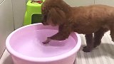 一只爱泡澡的小奶狗！