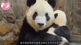 自从生了娃,熊猫妈妈就这种表情,真是太搞笑了吧