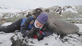 调皮！南乔治亚岛一群象海豹幼崽爬到女摄影师背上玩