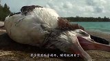 岛上发现一只肚子异常死鸟，男子将其肚子剖开，瞬间就泪目了