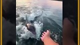 男人救了海豚一命