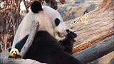 熊猫贝贝脸上“挂彩”呆萌亮相超可爱，粉色系妆容好特别