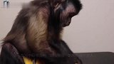 自然界中最聪明的几种动物,猴子仅排第三,第一名可以烧火做饭
