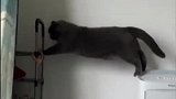 有些猫的跳跃能力吧，说出去多少有点丢猫脸