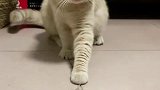 壁虎断尾求生猫咪吓得一脸蒙