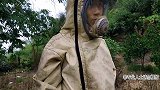 民间专业捕蜂人就是厉害，如此抓虎头蜂，令人惊奇不已