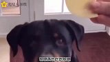 爆笑：像你这么挑食的狗子，我还是第一次见！