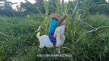猴群给玩具猴子举办葬礼，全体默哀，到底发生了什么？