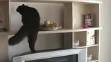 厉害的猫咪，瞧这身段，这姿势，要掌声