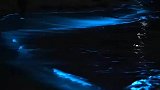 为什么荧光海滩的海水会发光？