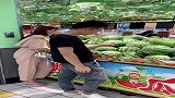 原来挑西瓜熟不熟是这样挑的！