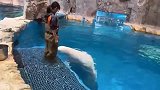 白鲸, 对面那小子怎么喷水这么厉害, 好想学