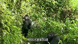 猩猩和人类很相似，那人类和猩猩能否繁衍后代？涨知识刷新三观！