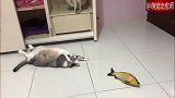 胖猫躺在地上一动也不动，猫：妈，可以把玩具递给我吗？