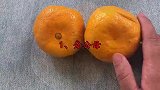 桔子原来还分公和母，母桔最甜，教你挑到超甜的母桔子