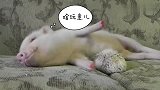 小刺猬找猪取暖，猪：痛到被弹开！
