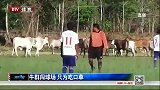 足球-14年-牛群闯球场 只为吃口草-新闻