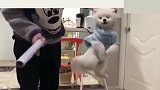演技浮夸，这小狗太搞笑了，让你不听话！