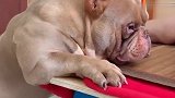 恶霸犬吃了睡睡了吃，居然还能长一身的肌肉