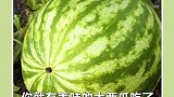 学会这些种植小技巧妈妈都会夸你的！你都学会了吗