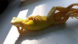 泰国：一网友拍到宠物蜥蜴摆成模特造型晒日光浴