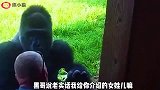 搞笑配音老表给猩猩介绍对象，猩哥软饭硬吃不挑食儿！