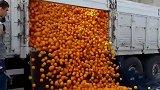 采摘的橘子就是这样装箱的，本以为是人工的活，原来货车早就计划