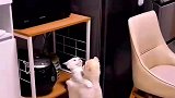 小狗好尴尬啊，这都拿不下猫猫