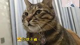 花猫,这猛虎咆哮,我也就听了一百多遍吧