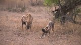 鬣狗群和野狗群难得的和平时刻：势均力敌，互相忌惮