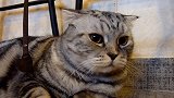 好胖乎乎的猫咪啊，这严肃的表情，看着好有趣！