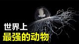 世界上最强的动物是什么呢科学家发现神奇水母，能“返老还童”