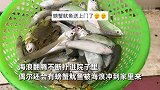 男子晒自家海景房足不出户看大海，称会有海鲜被冲到家，网友炸锅