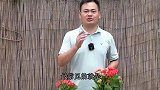 养长寿花，到了夏天这一步不能少，不然后悔才知道