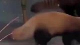 二级保护动物小熊猫，举手的意思是吓唬对方