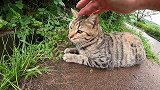 黑猫打不过虎斑猫，躲进沟里不敢出来，哪知还是被找到了