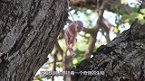 男子出门发现树上有俩“蛇头”，走进一看，忍不住发声幸运！