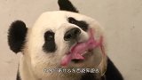 熊猫叼着东西跑来跑去，饲养员不放心凑近一瞧我的小祖宗