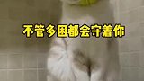 独居女生半夜上厕所不害怕，因为小猫不管多困都会来陪你