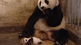 熊猫将熊猫宝宝推到沟里，突然想起娃是亲生的，神反转太可爱了