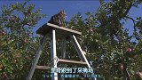 猫咪跳到苹果树上，把苹果弄掉地上了，主人直呼让猫咪赔钱