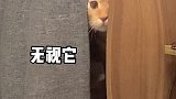 吃得多拉不出来…动物图鉴 萌宠便秘之歌
