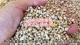 玉米芯真的绝绝子好用解放双手呀
