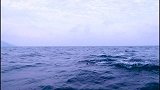 鲸酿创始人韦岛潜水之旅，海豚成群出没收获幸福奇幻清晨