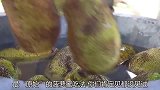 最原始的菠萝蜜吃法，你们肯定见都没见过
