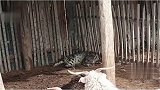 雪豹潜入羊圈吃饱喝足赖着不走，牧民：害怕极了！雪豹 保护野生动物