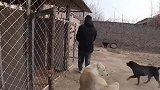 两条母狗一见面就打架，生龙活虎什么也不怕，主人刮目相看