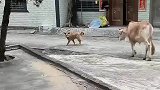 中华田园犬太厉害了