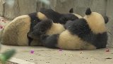 这应该是动物园最懒的熊猫了，奶爸叫都叫不起来，太逗了